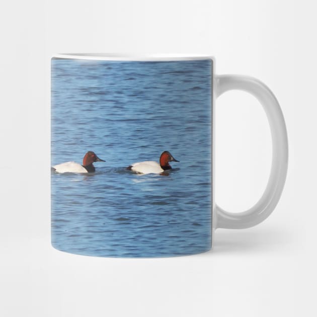 Canvasback Ducks Swimming Along a River by BackyardBirder